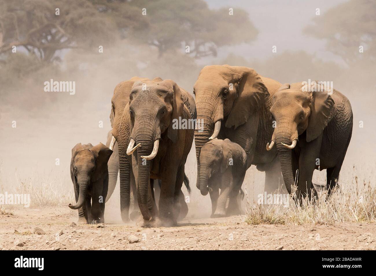 La imagen del rebaño de elefante africano (Loxodonta africana) en el paisaje del parque nacional de Amboseli, Kenia Foto de stock