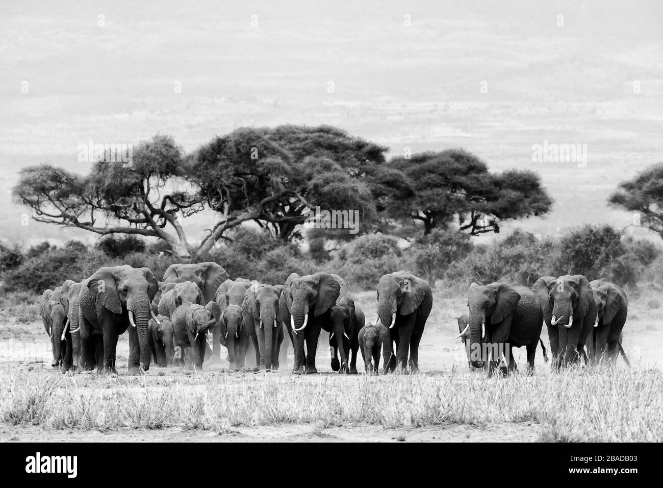 La imagen del rebaño de elefantes africanos (Loxodonta africana) en el parque nacional de Amboseli, Kenia Foto de stock