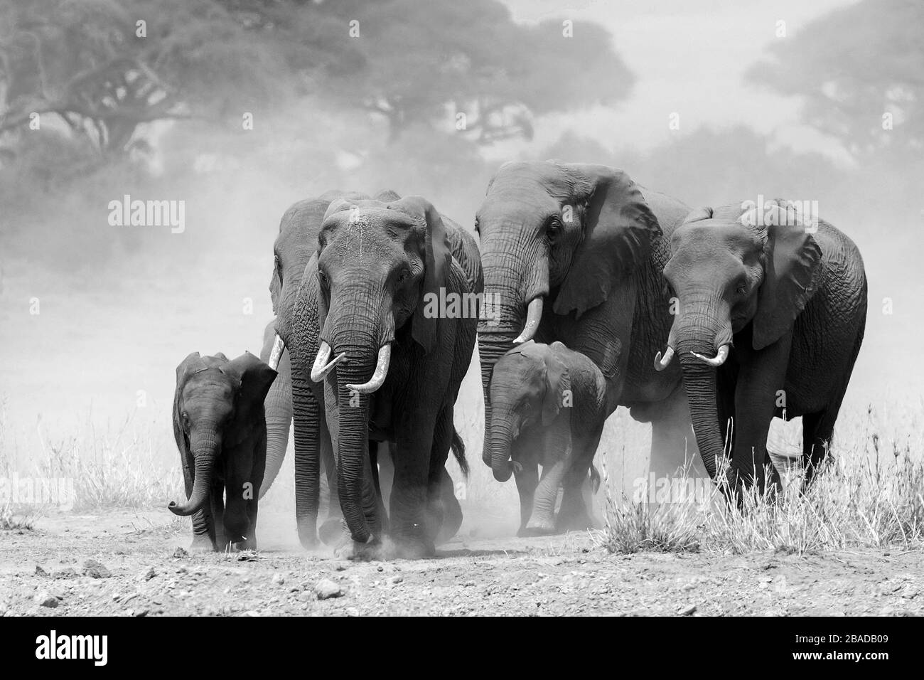 La imagen del rebaño de elefante africano (Loxodonta africana) en el paisaje del parque nacional de Amboseli, Kenia Foto de stock
