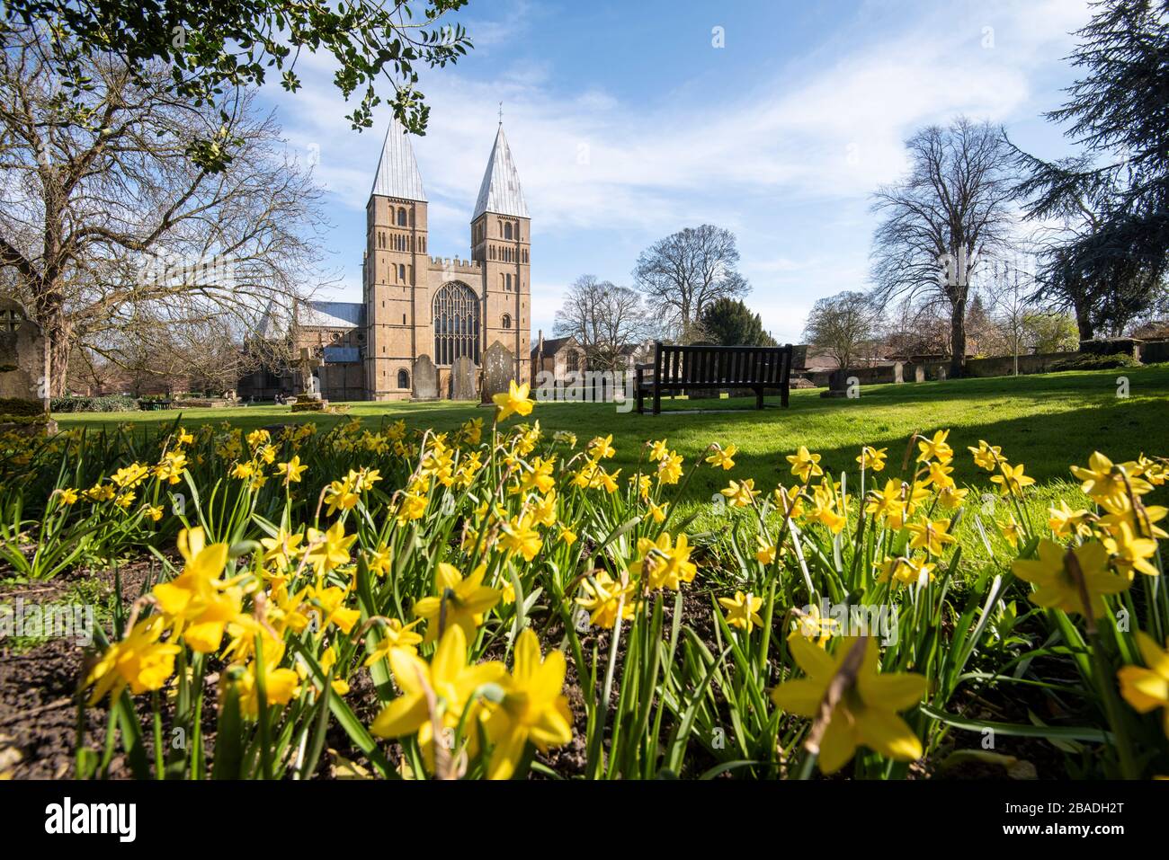 Narcisos de primavera en Southwell Minster, Southwell Nottinghamshire Inglaterra Reino Unido Foto de stock