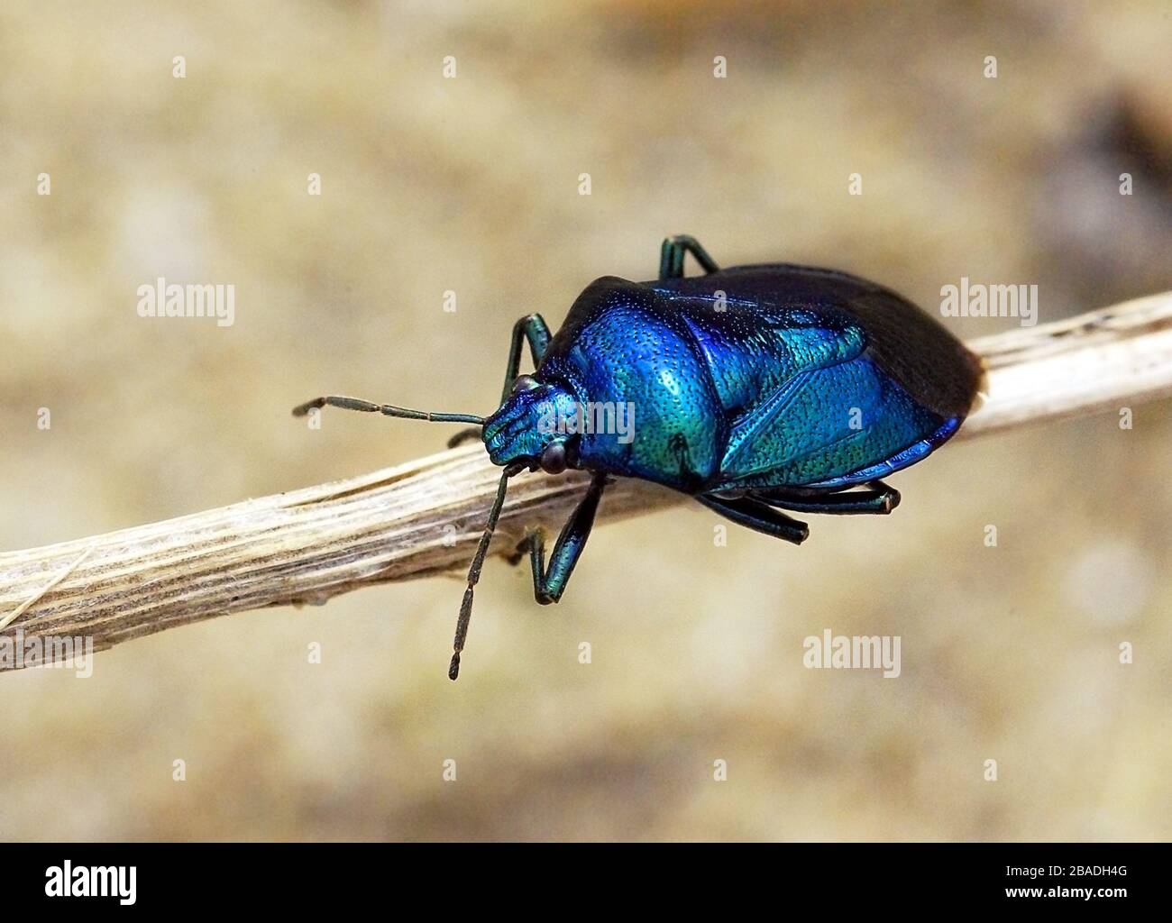 Zicrona caerulea, un insecto de escudo depredador de Europa Foto de stock