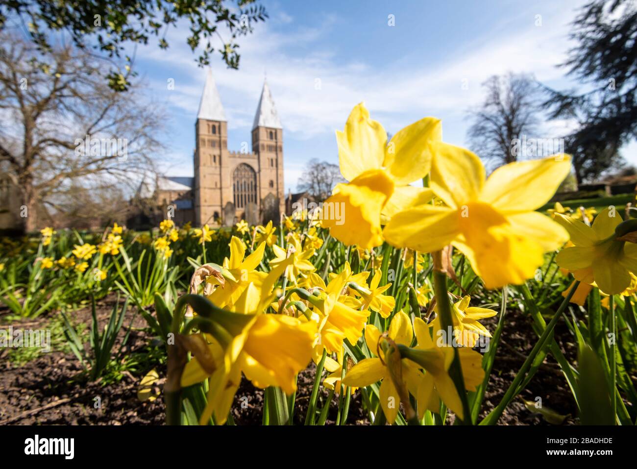 Narcisos de primavera en Southwell Minster, Southwell Nottinghamshire Inglaterra Reino Unido Foto de stock