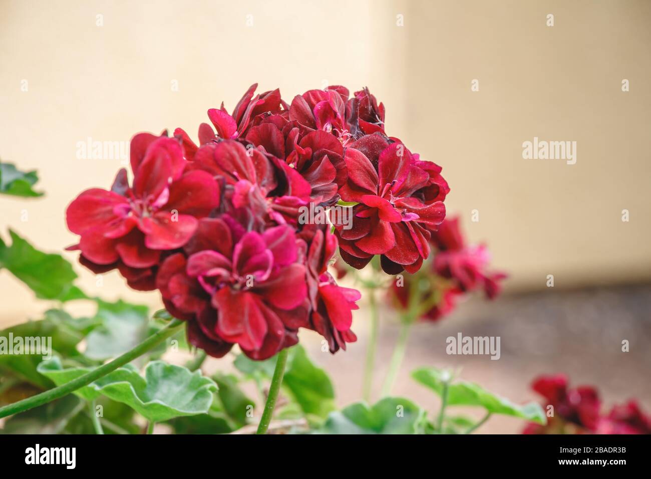 Geranio de hiedra roja fotografías e imágenes de alta resolución - Página 3 - Alamy Geranio de hiedra roja fotografías e imágenes de alta resolución - Página 3 - Alamy