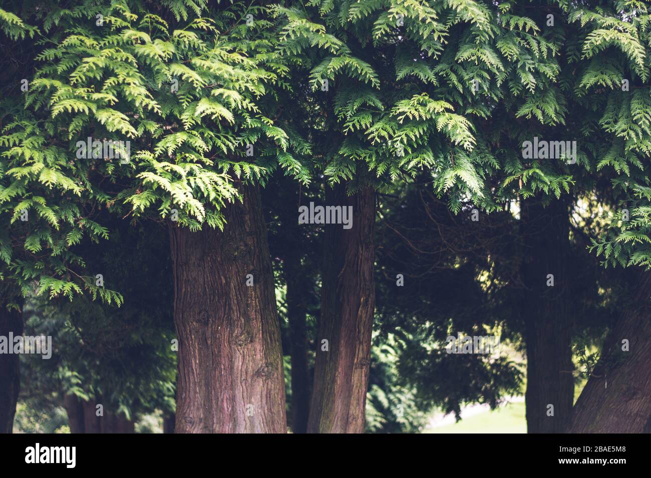 Un antiguo bosque inglés con grandes árboles que sombrean el suelo de