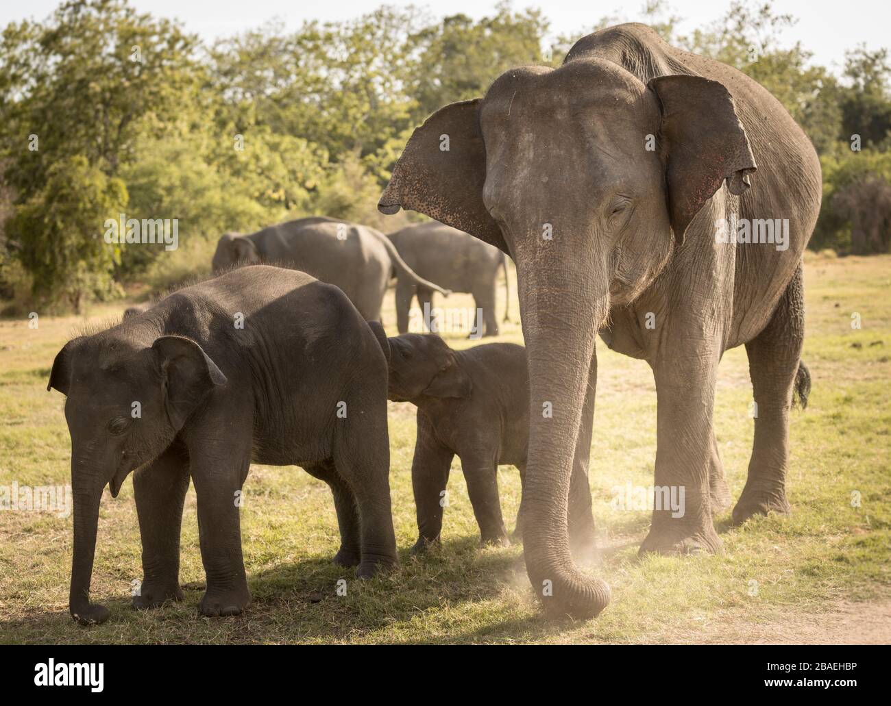 Grupo de elefantes en el Parque Nacional Minneriya, Sri Lanka Foto de stock