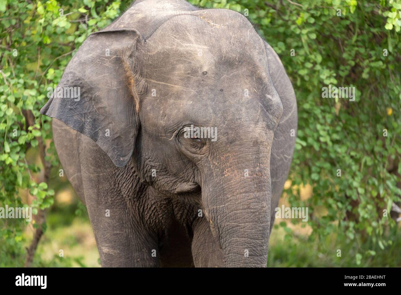 Detalle de un elefante en el Parque Nacional Minneriya, Sri Lanka Foto de stock