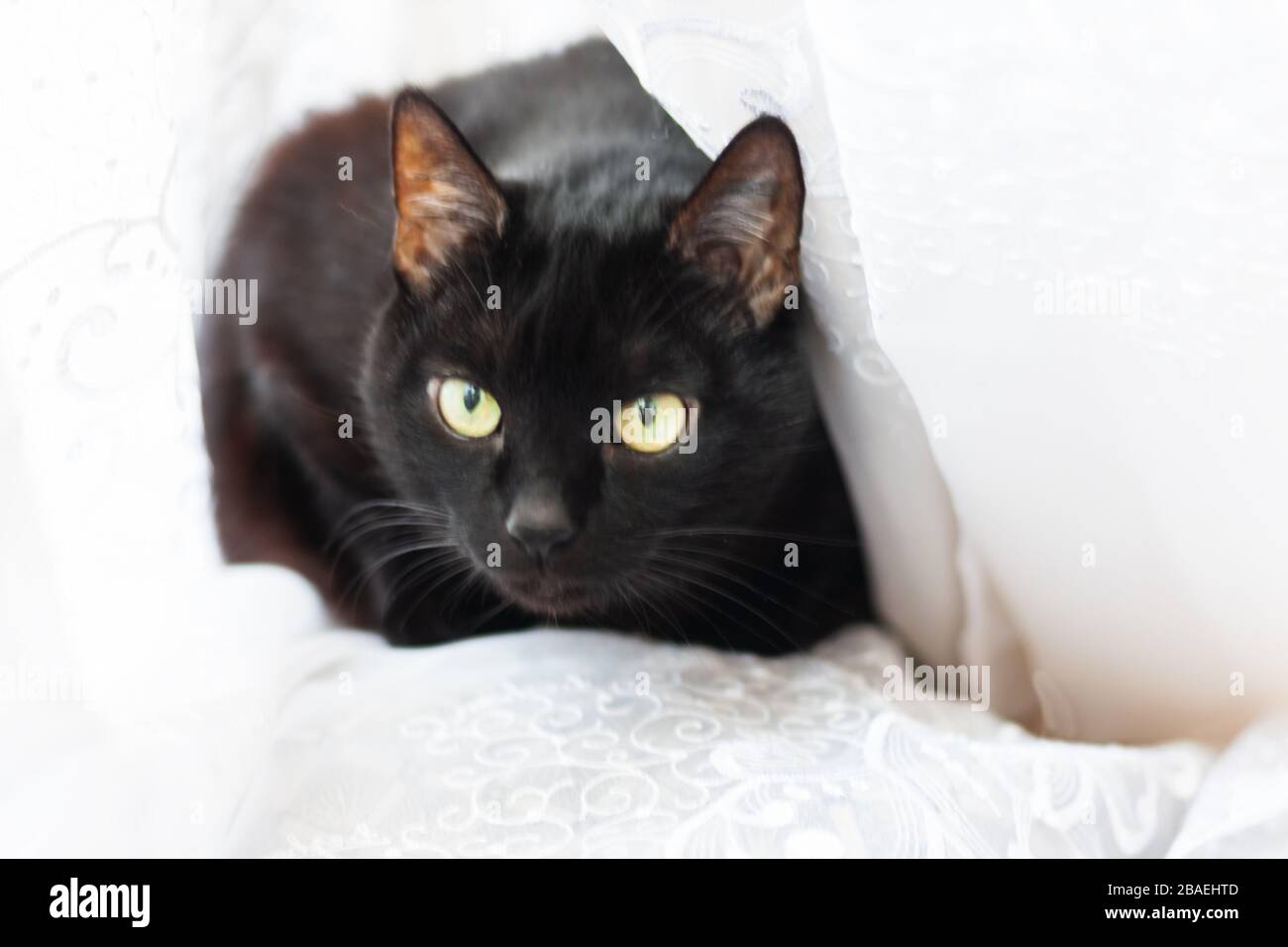 Gato Negro Con Pelo Corto Y Ojos Amarillos Se Encuentra En Un Blanco A Cuadros Y Mirar Hacia Arriba Animal Domestico En Nuestra Casa Fotografia De Stock Alamy