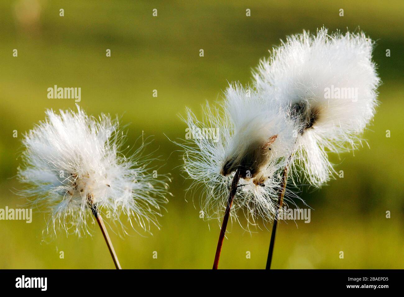 Scheidiges Wollgras (Eriophorum vaginatum) Foto de stock
