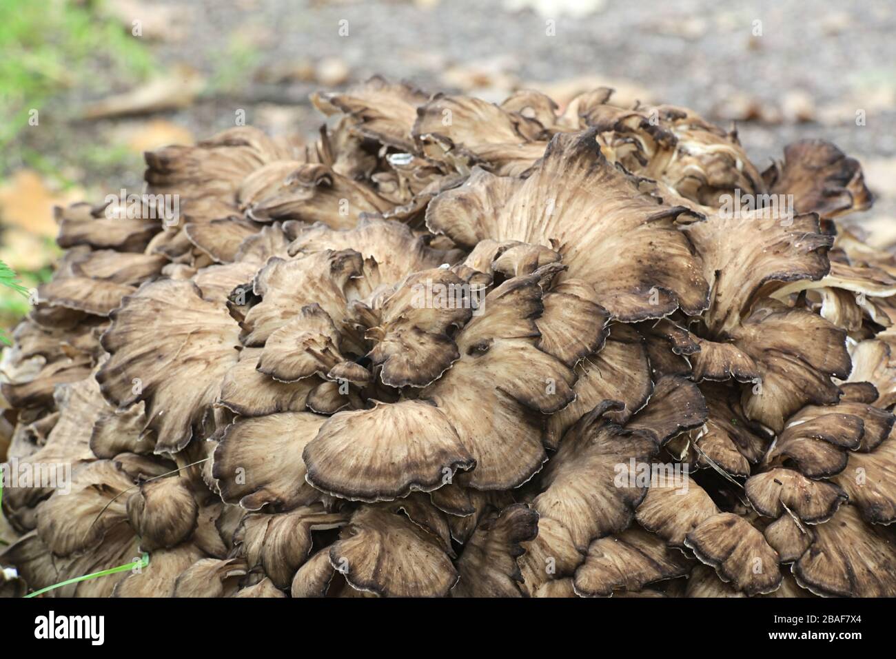 Grifola frondosa, conocido como el maitake, gallinadelawoods, cabeza