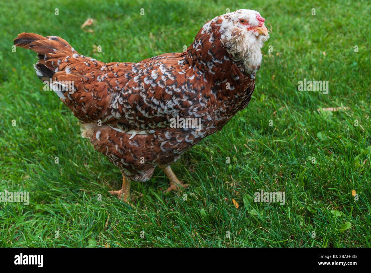 Primer plano de un pollo marrón ruso Orloff caminando sobre hierba Foto de stock