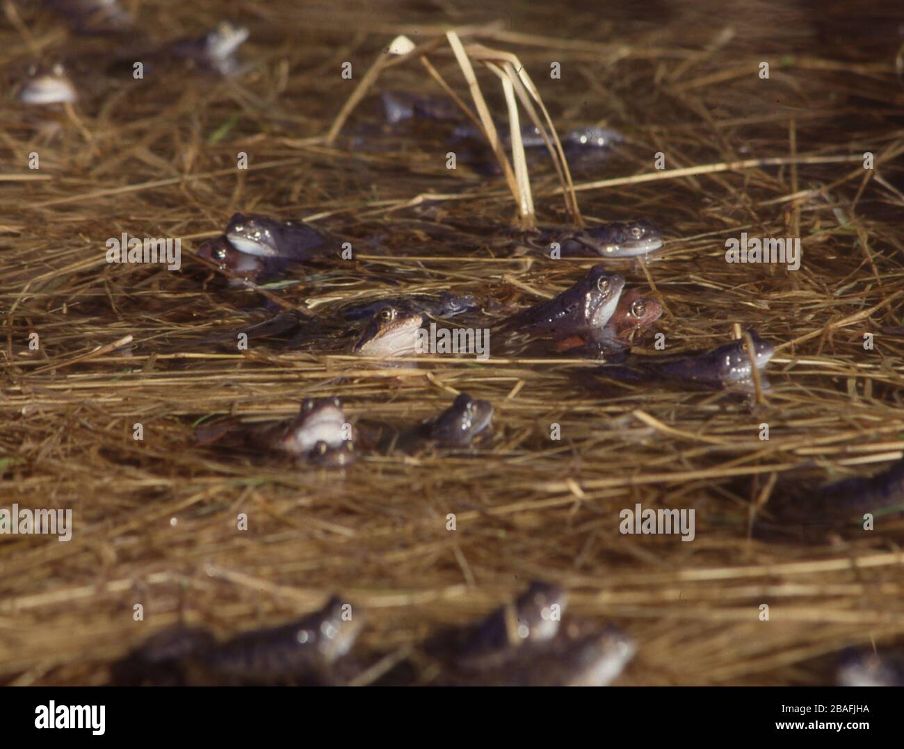 Las ranas comunes se aparean en el estanque Foto de stock