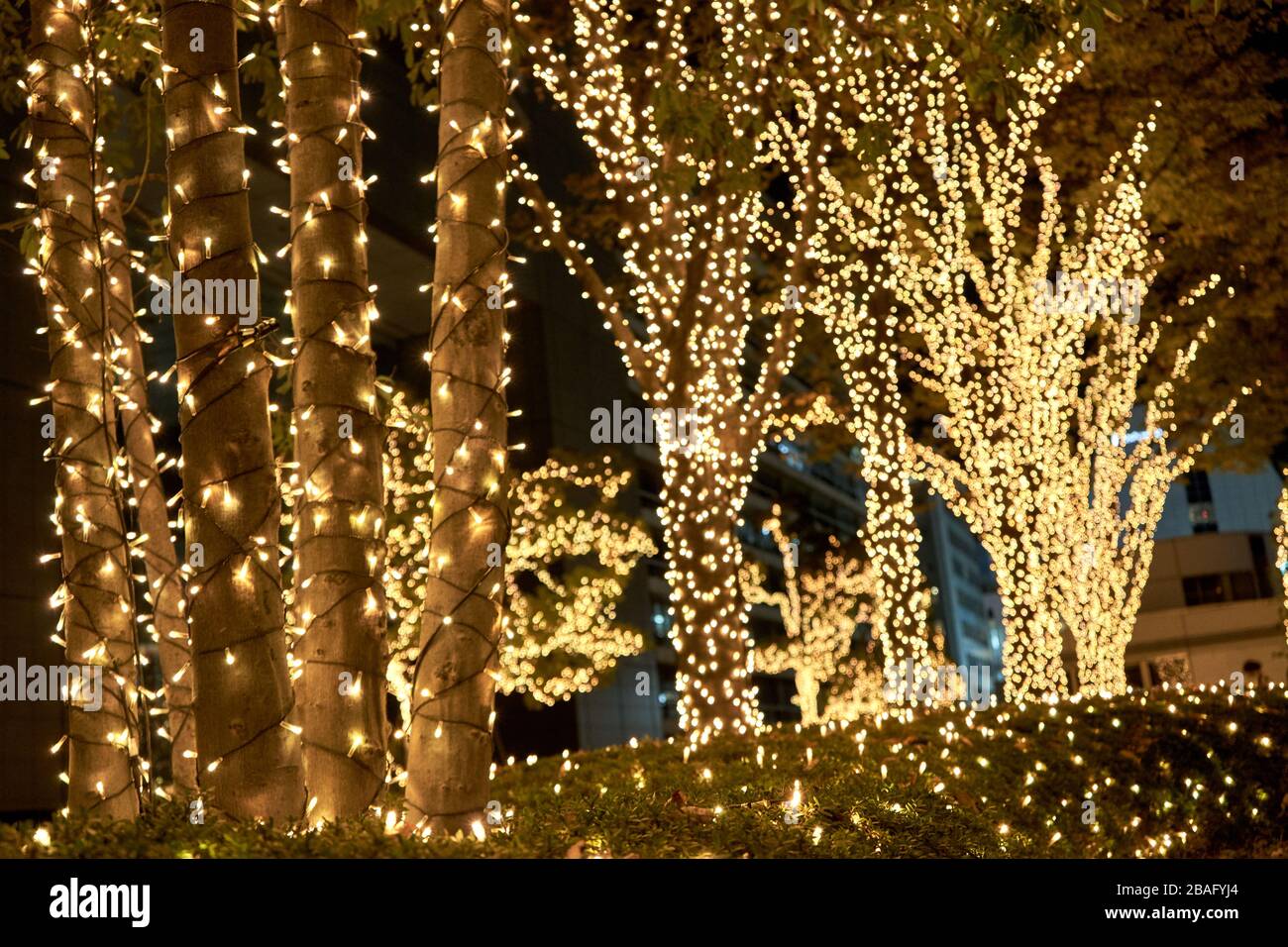 Árboles en el parque decorados con luces de Navidad Fotografía de stock -  Alamy
