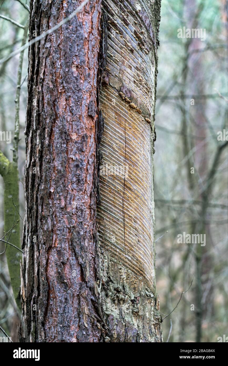 Extracción de resina de pino: Parcialmente con un tronco de pino vivo  decorticado con sierra de cadena Fotografía de stock - Alamy