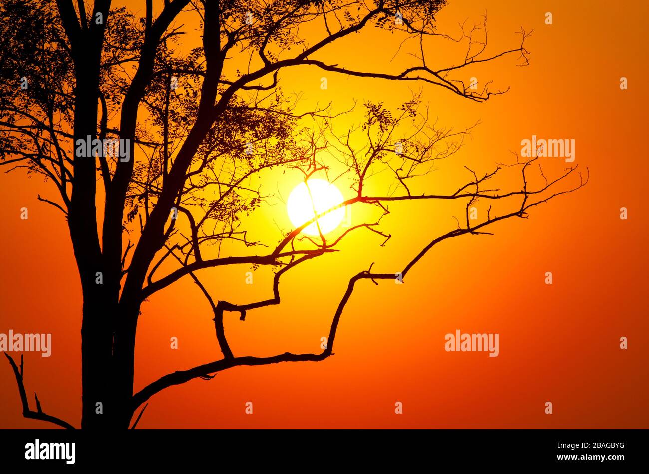 árbol sobre el fondo de la puesta de sol Foto de stock