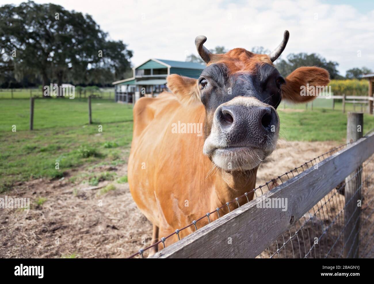 Cerca de vaca marrón con cuernos en la granja al lado de la valla, el granero en la parte de atrás Foto de stock
