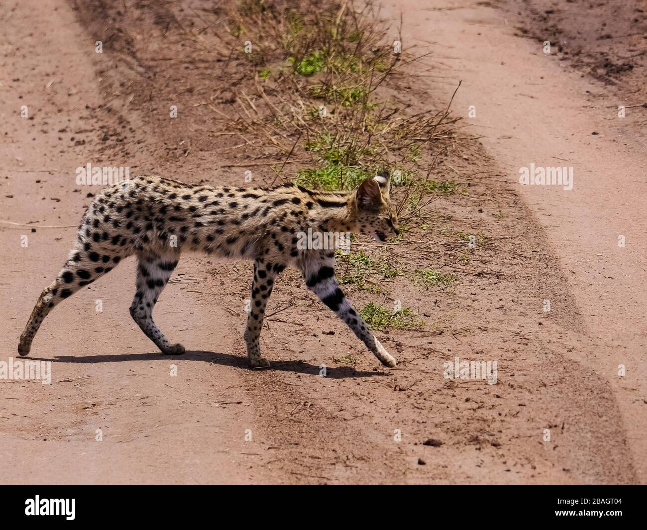El serval (Leptailurus serval) cruzando la calle a través de la sabana del Serengeti Nationalpark Foto de stock