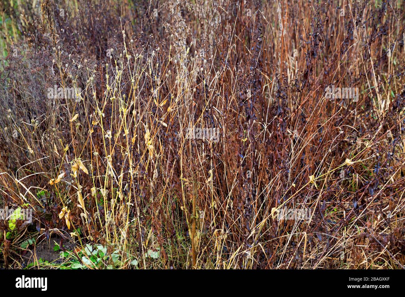 Jardín de la naturaleza, plantas muertas y secas descansando en un jardín como escondite para insekt, Alemania Foto de stock