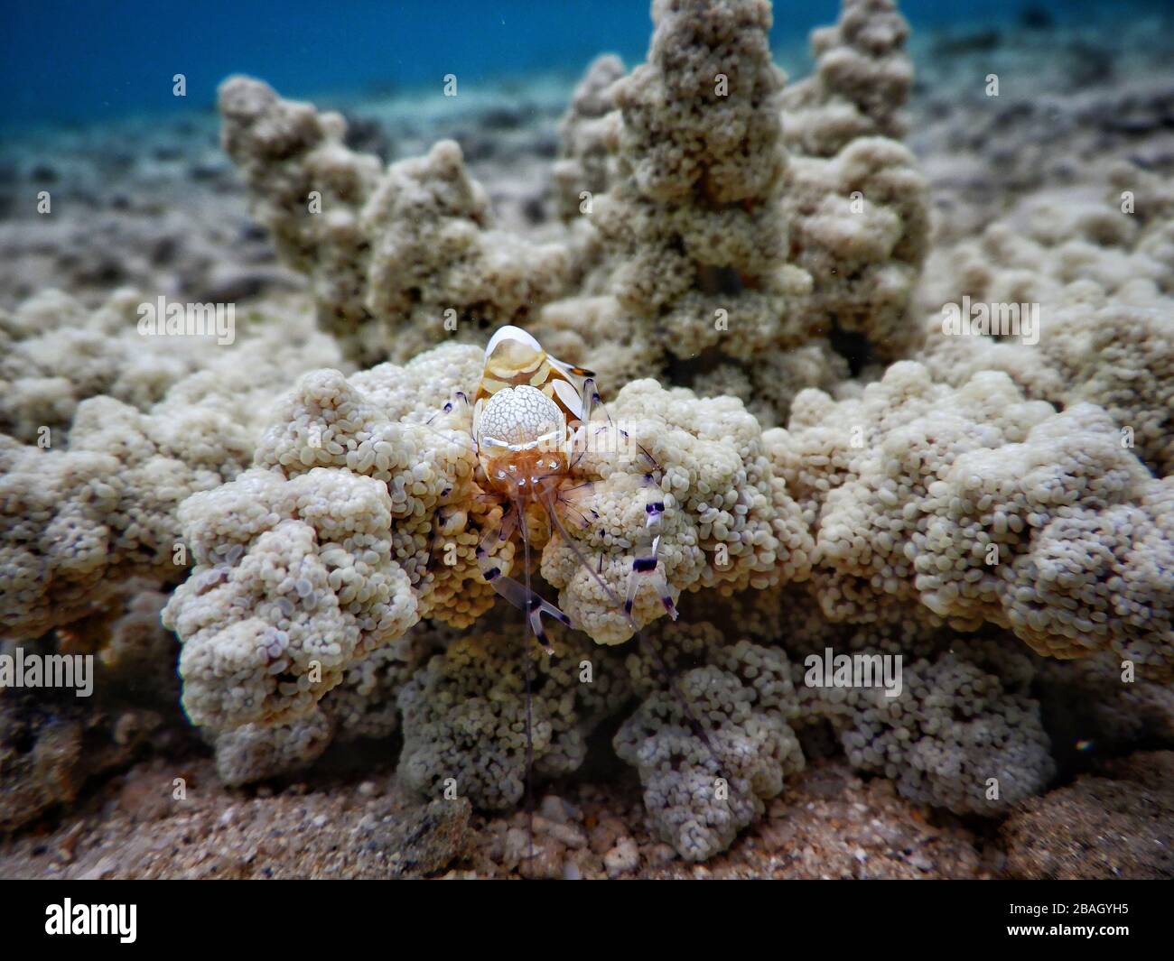 Reino de Tonga – Camarón anemona payaso del Pacífico en la isla de Vavaʻu Foto de stock