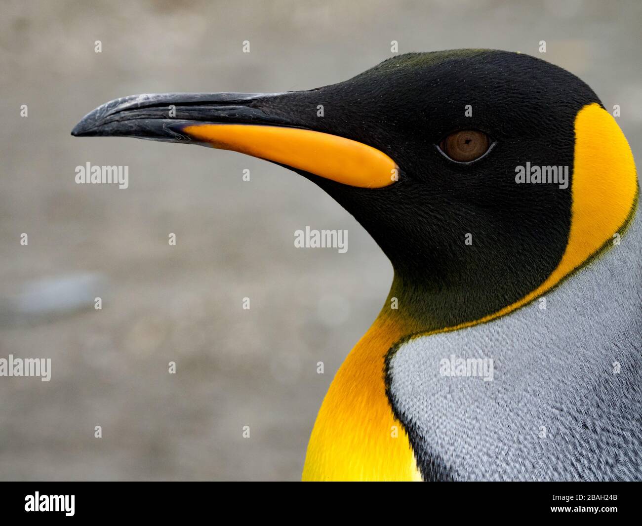 King Penguin en South Georgia Island Foto de stock
