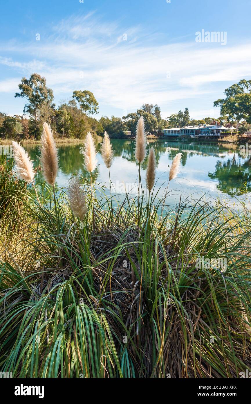 Una vista a través de las cañas alrededor del precioso lago que rodea la granja Pheasant en el valle de Barossa, Australia Meridional Foto de stock