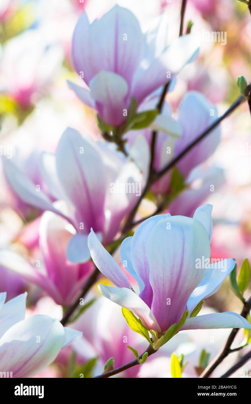 fondo rosa de flores de magnolia. hermoso paisaje natural con delicadas  flores en primavera Fotografía de stock - Alamy