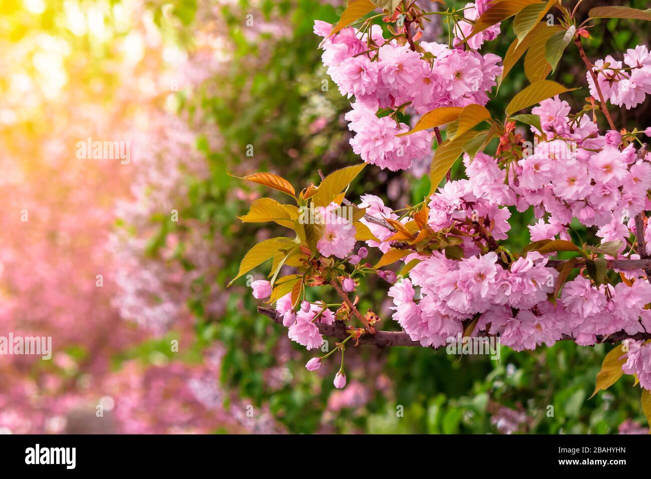 fondo de cereza rosa. hermoso paisaje natural con delicadas flores de  sakura en primavera Fotografía de stock - Alamy