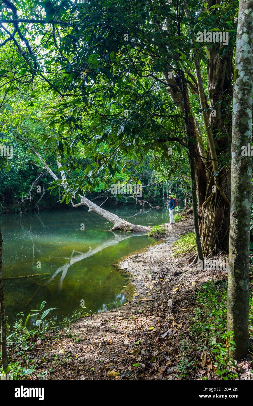 Una vista de un ecoturístico masculino con una mochila roja junto a un arroyo de agua dulce en un entorno tropical en el extremo norte de Queensland. Foto de stock