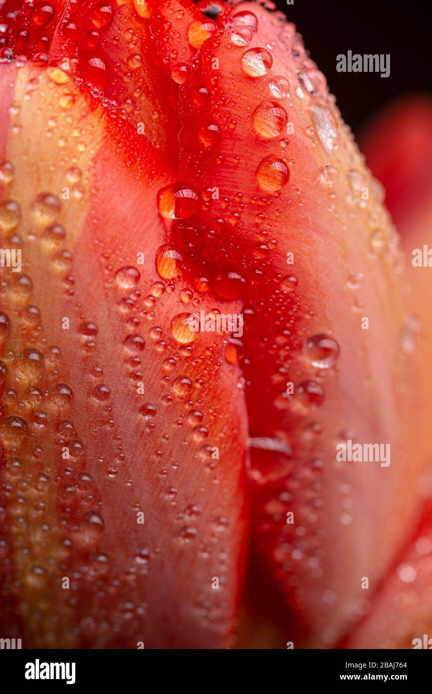 Agua de lluvia gotas textura en un suave tulipán rojo flor pétalo en flor de cerca todavía Foto de stock