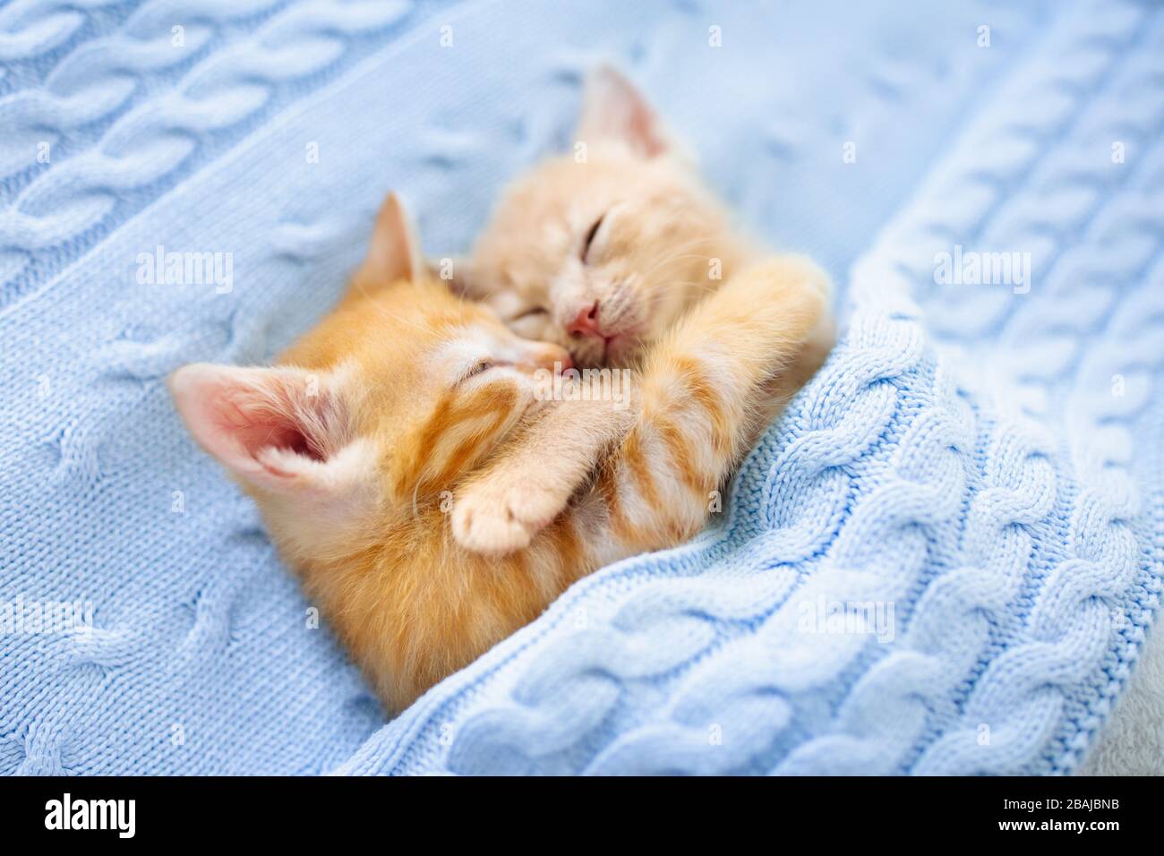 Gato bebé durmiendo. Jengibre gatito en la cama bajo una manta tejida. Dos  gatos caricias y abrazos. El animal doméstico. Dormir y acogedoras, la hora  de la siesta. Home pet. Yo Fotografía