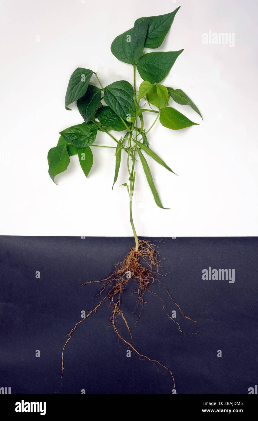 Francés o verde poroto (Phaseolus vulgaris) estructura de planta, raíces, hojas y vainas Foto de stock