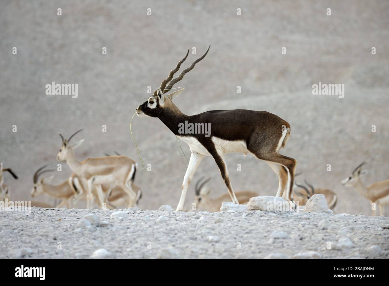 Reproducción de blackbuck macho (Antilope cervicapra) en Sir Bani Yas Island Wildlife Reserve, Abu Dhabi, Emiratos Árabes Unidos, noviembre Foto de stock
