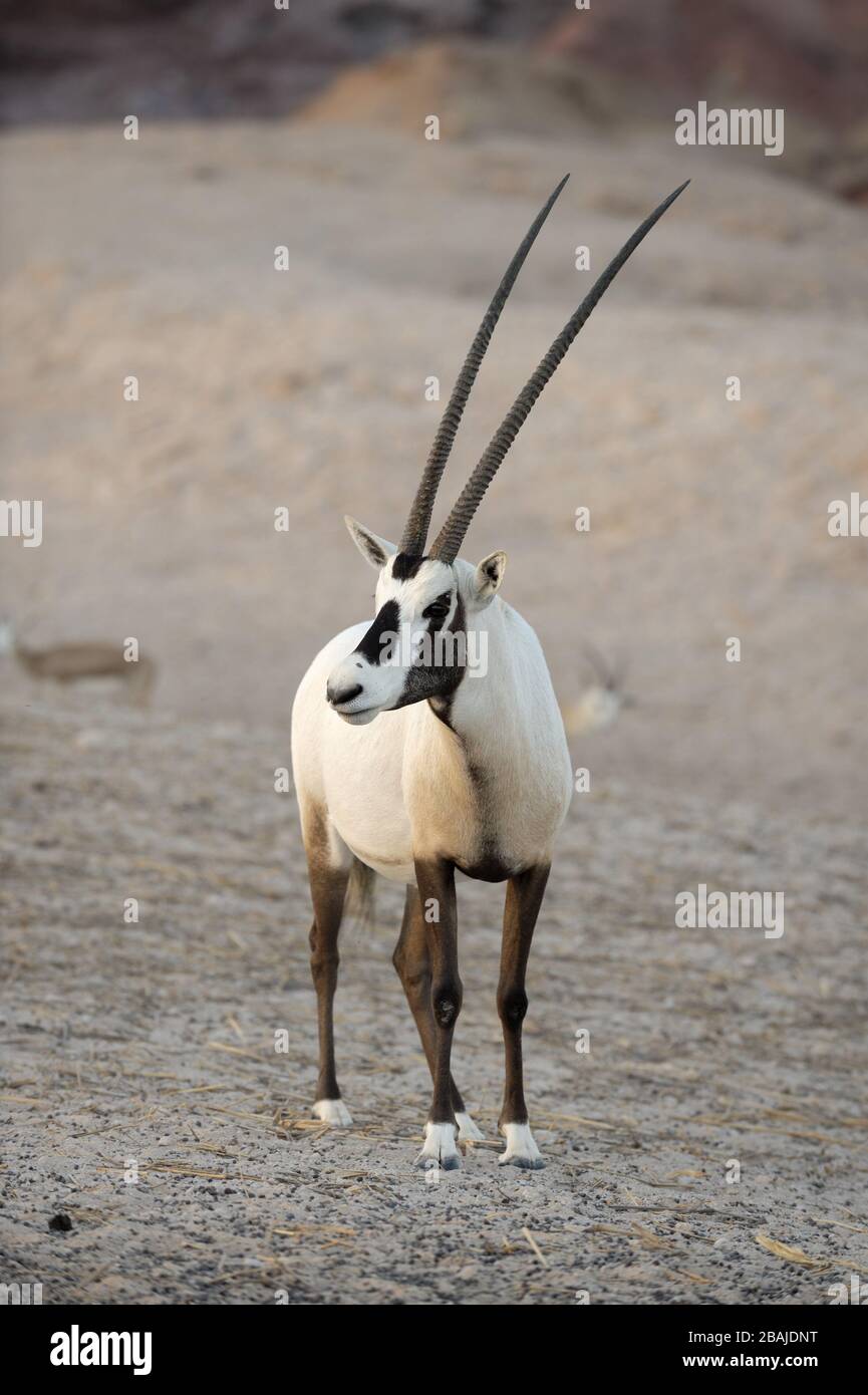 Arabian oryx (Oryx leucoryx) en Sir Bani Yas Island Wildlife Reserve, Abu Dhabi, Emiratos Árabes Unidos, noviembre Foto de stock