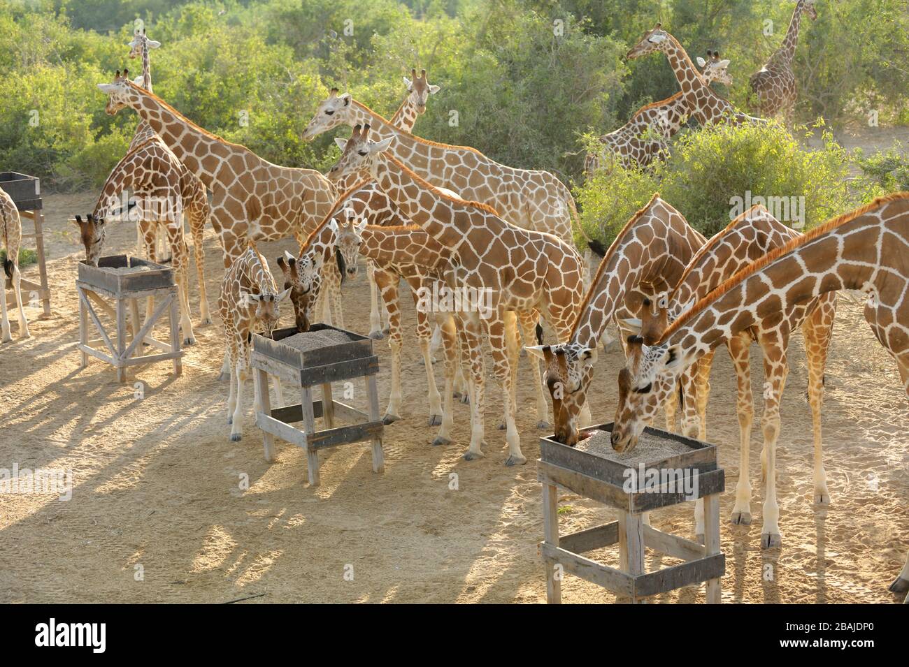 Adultos y jirafa (Giraffa camelopardalis) en la estación de alimentación de Sir Bani Yas Island, Abu Dhabi, Emiratos Árabes Unidos, noviembre Foto de stock