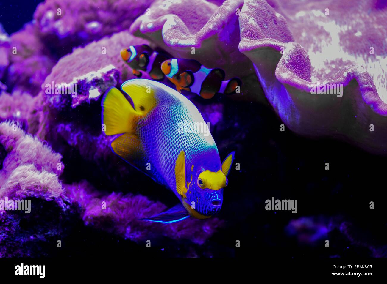 Pomacanthus xanthometopon, el pez ángel de la cara azul o el pez ángel de la cara amarilla del Indo-Pacífico Foto de stock