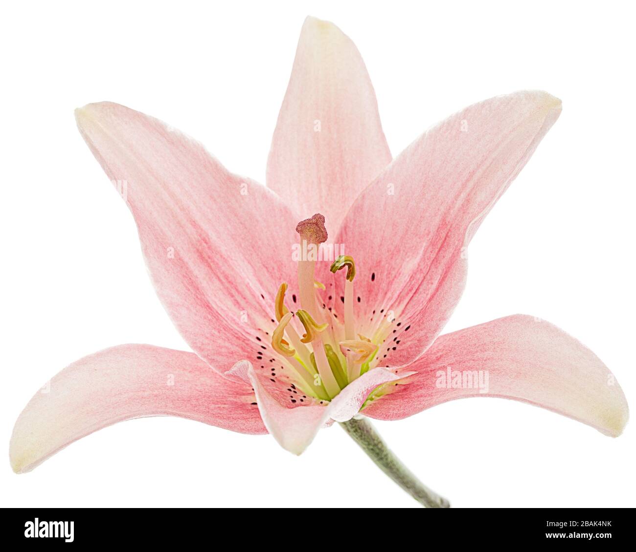 Flor de lirio rosa claro, aislada sobre fondo blanco Fotografía de stock -  Alamy