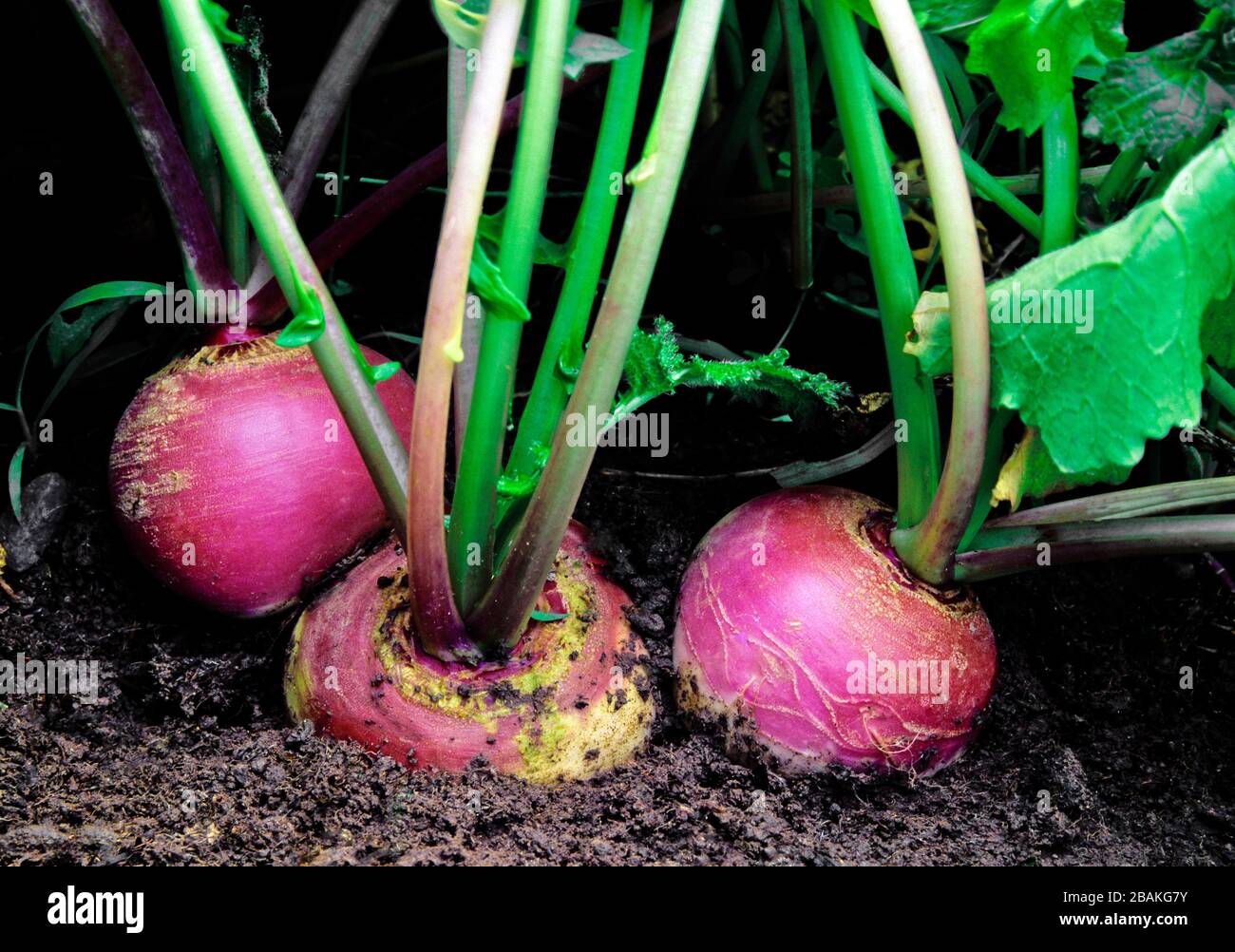 Nabo, 'Púrpura Top White Globe' creciendo en un jardín de casa en el patio trasero en Pennsylvania Foto de stock