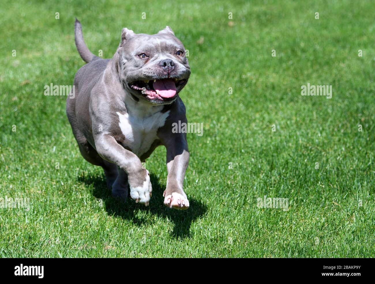 Pitbull Sonriendo Fotos E Imagenes De Stock Alamy Pitbull Sonriendo Fotos E Imagenes De Stock Alamy