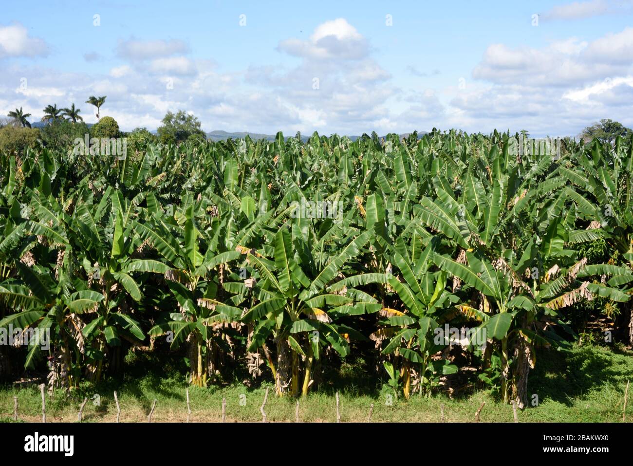 Vegetación, árboles, plátano, montañas, 2014, Cuba Foto de stock