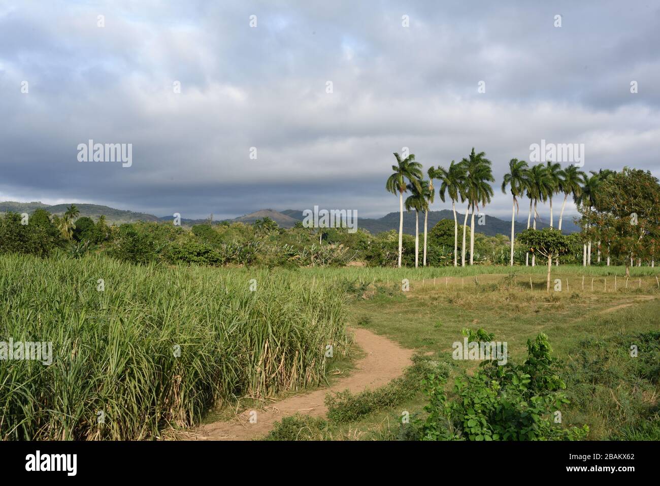 Vegetación, árboles, camino de tierra, montañas, 2014, Cuba Foto de stock