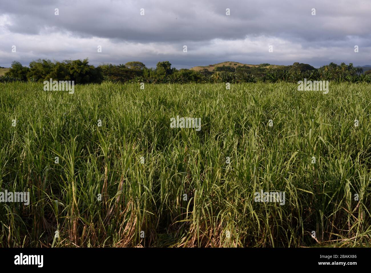 Vegetación, árboles, montañas, 2014, Cuba Foto de stock