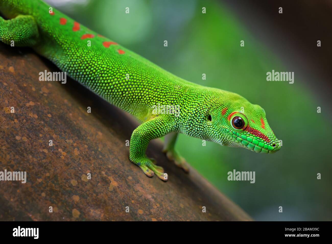 Día de Madagascar Gecko Phelsuma madagascariensis, bosque de Madagascar, Lagarto endémico de
