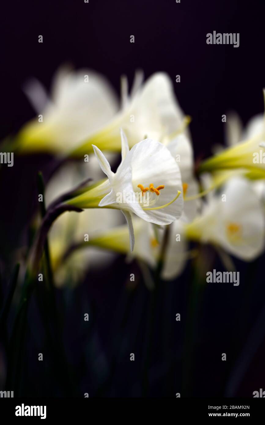 Narcissus bulbocodium Arctic Bells,narciso,narciso,narciso,narcisos,petticoat blanco trompeta,trompetas,flor de crema blanca,flores,flores,RM Floral Foto de stock