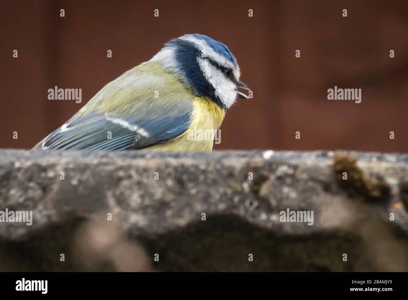 Londres, Reino Unido. 28 de marzo de 2020. Un tit azul (cyanistes caeruleus) toma un descanso en un baño de pájaros en el noroeste de Londres. Crédito: Stephen Chung / Alamy Live News Foto de stock