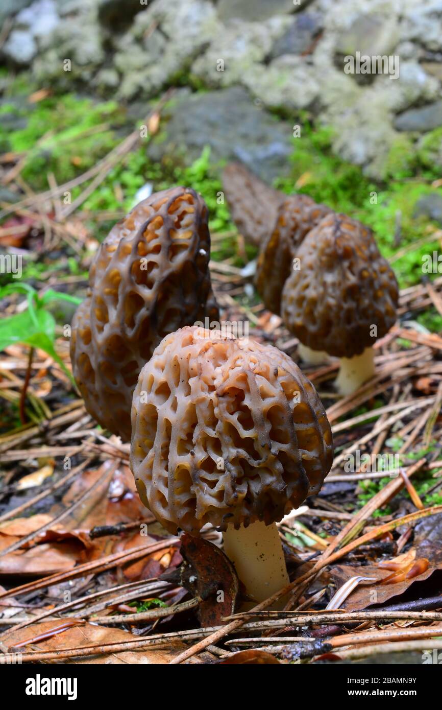 Pequeño grupo de cinco Morchella conica o morel Negro, setas de primavera temprana, creciendo en fila de suelo de bosque de montaña, orientación vertical Foto de stock
