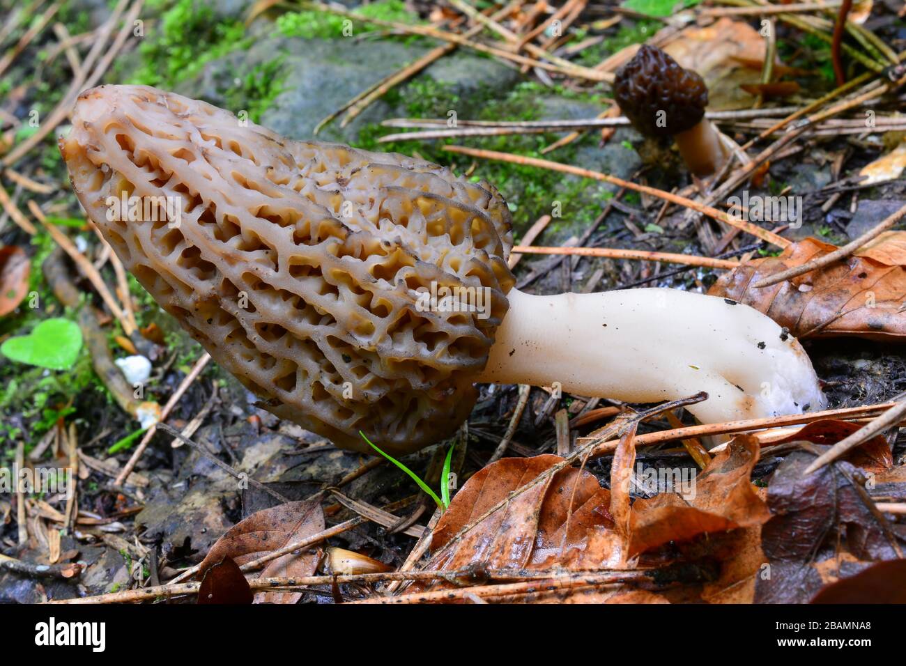 Un ejemplar joven y agradable de Morchella conica o hongo morel negro en primer plano, colocado diagonalmente en la imagen, y otro atrofiado en backgr Foto de stock