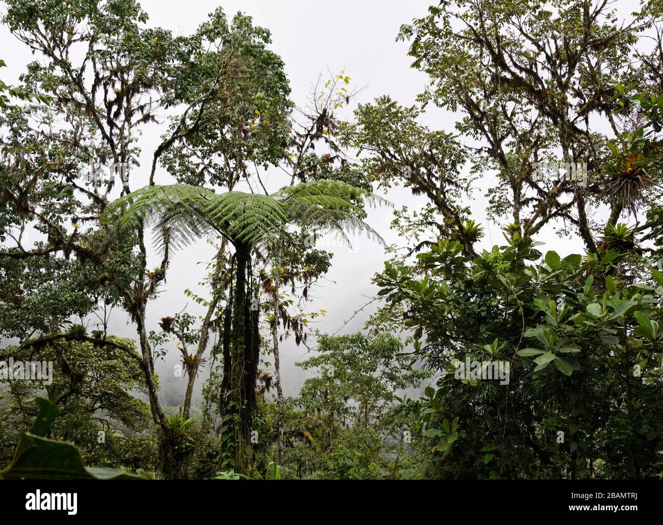 Bosque nuboso de las tierras altas de Ecuador, helecho arborescino, Región de Mindo, Reserva Bellavista Foto de stock