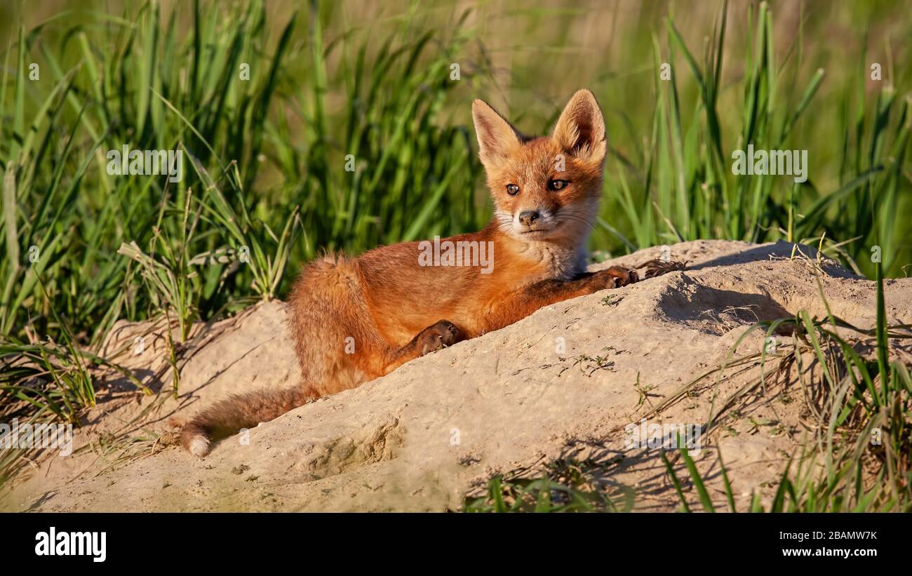 Cúa de zorro rojo calmado tumbado en una arena cerca de su estudio en la  naturaleza de primavera al atardecer Fotografía de stock - Alamy