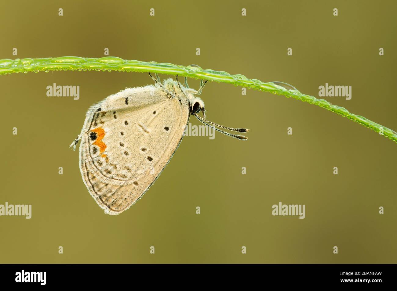 Mariposa azul-cola oriental (Cupido comyntas), este de EE.UU., por Dominique Braud/Dembinsky Photo Assoc Foto de stock