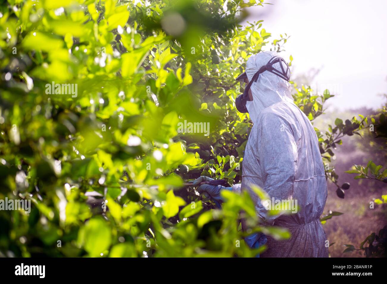 Fumigación de insecticidas de malezas. La agricultura ecológica orgánica.  Aplicar los plaguicidas, el uso de pesticidas en la fruta limón en el  cultivo de plantaciones agrícolas, España. Hombre Fotografía de stock -