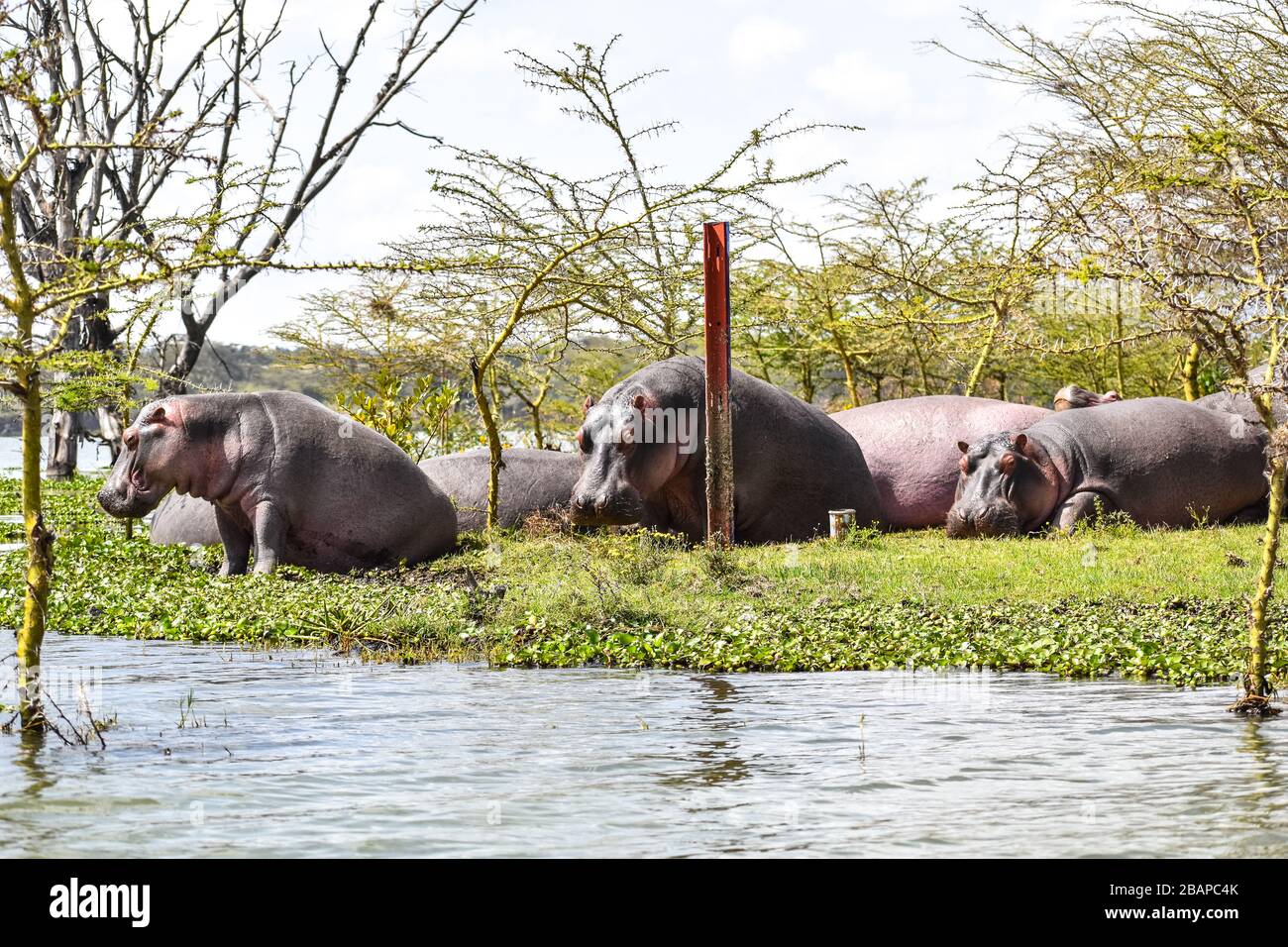 hipopótamos colgando, aunque no sean animales sociales Foto de stock